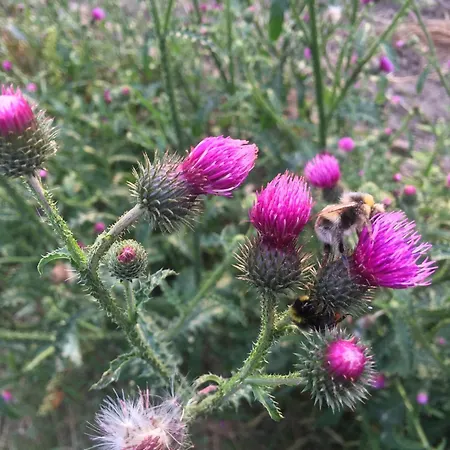 Haus Tanneck, Nr 5 Daire