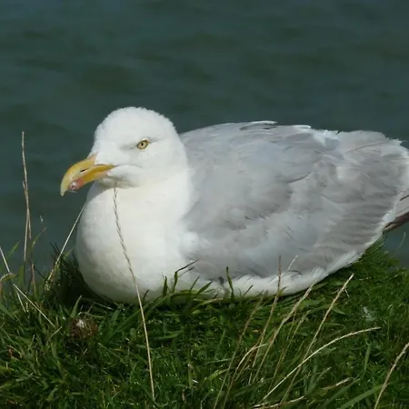 Haus Tanneck, Nr 5 Daire *