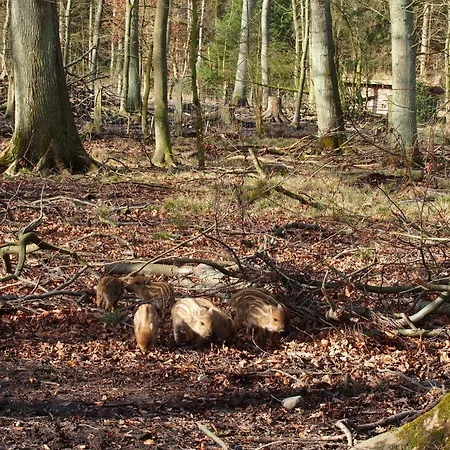 Daire Haus Tanneck, Nr 5 Kellenhusen